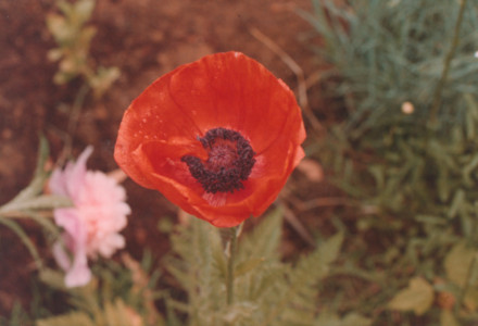 scan0012.tif